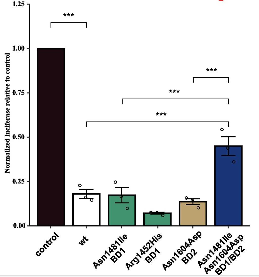 Effects of overexpression of TAF1 cDNA with and without damaging variants on the expression of the atrial-specific SMyHC3 promoter.jpg